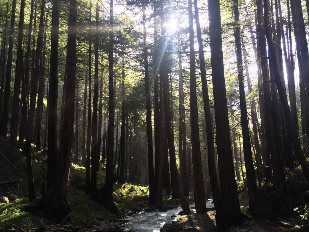 Limekiln State Park, CA redwoods